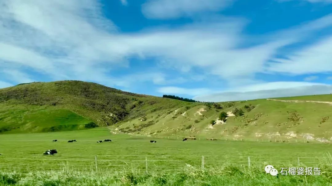 旅行7天,新西兰霍比特人村游记