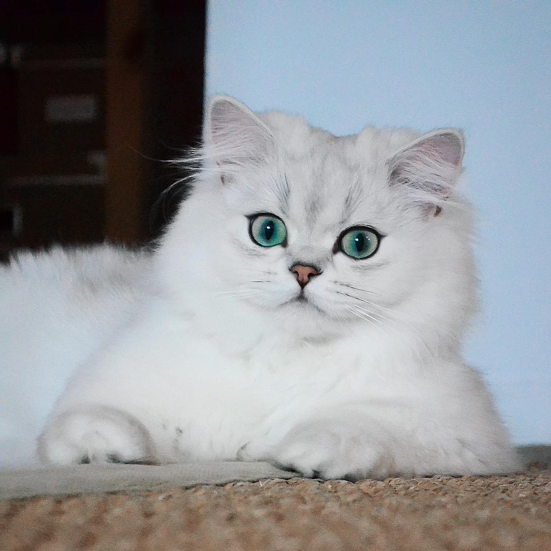 猫咪口臭怎么办4招减少90%烦恼,猫咪口臭原因有哪些