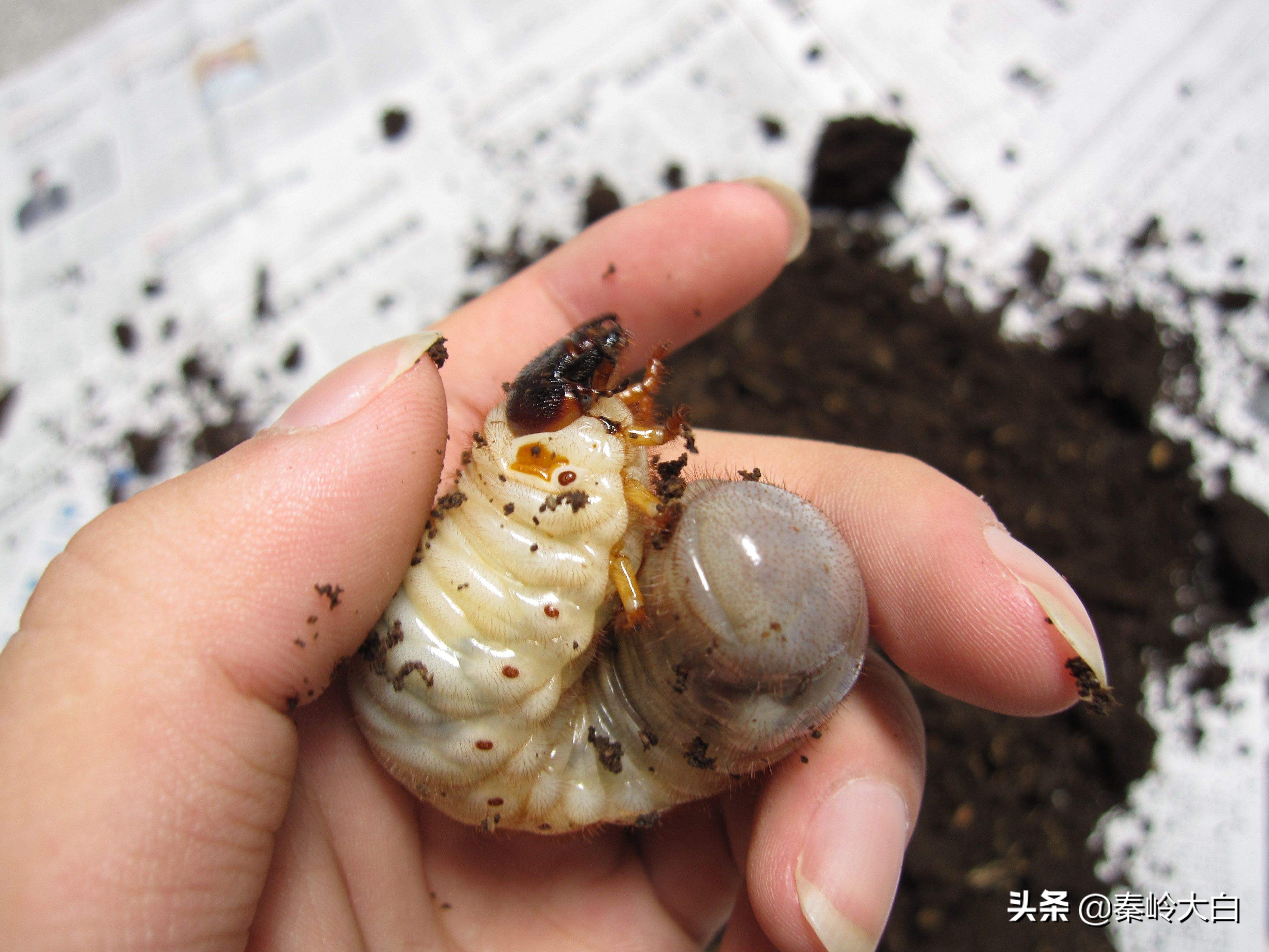 土豆有地蚕虫怎么治,土豆地里有土蚕怎么治