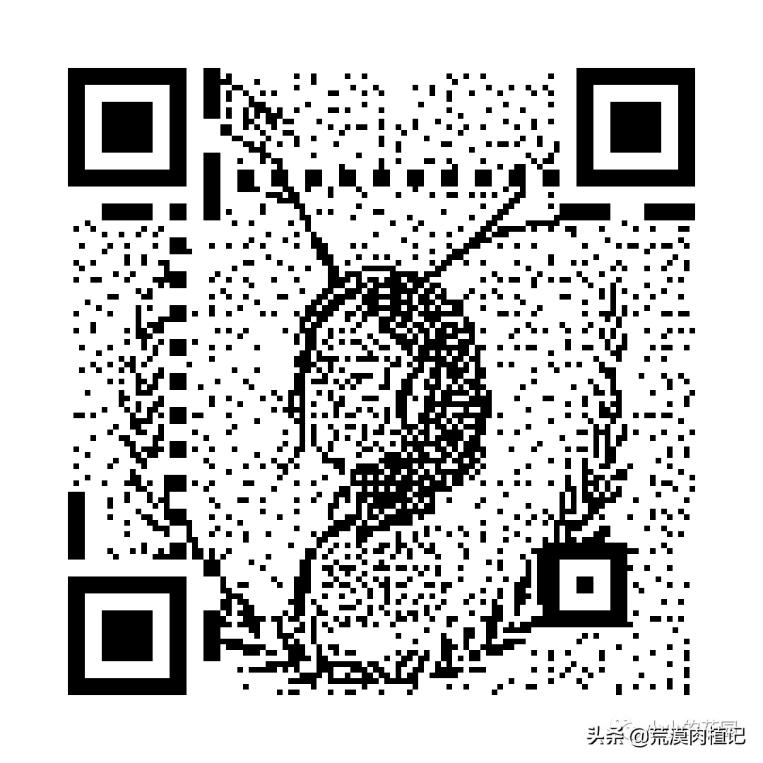 极品龙舌兰,精品龙舌兰欣赏