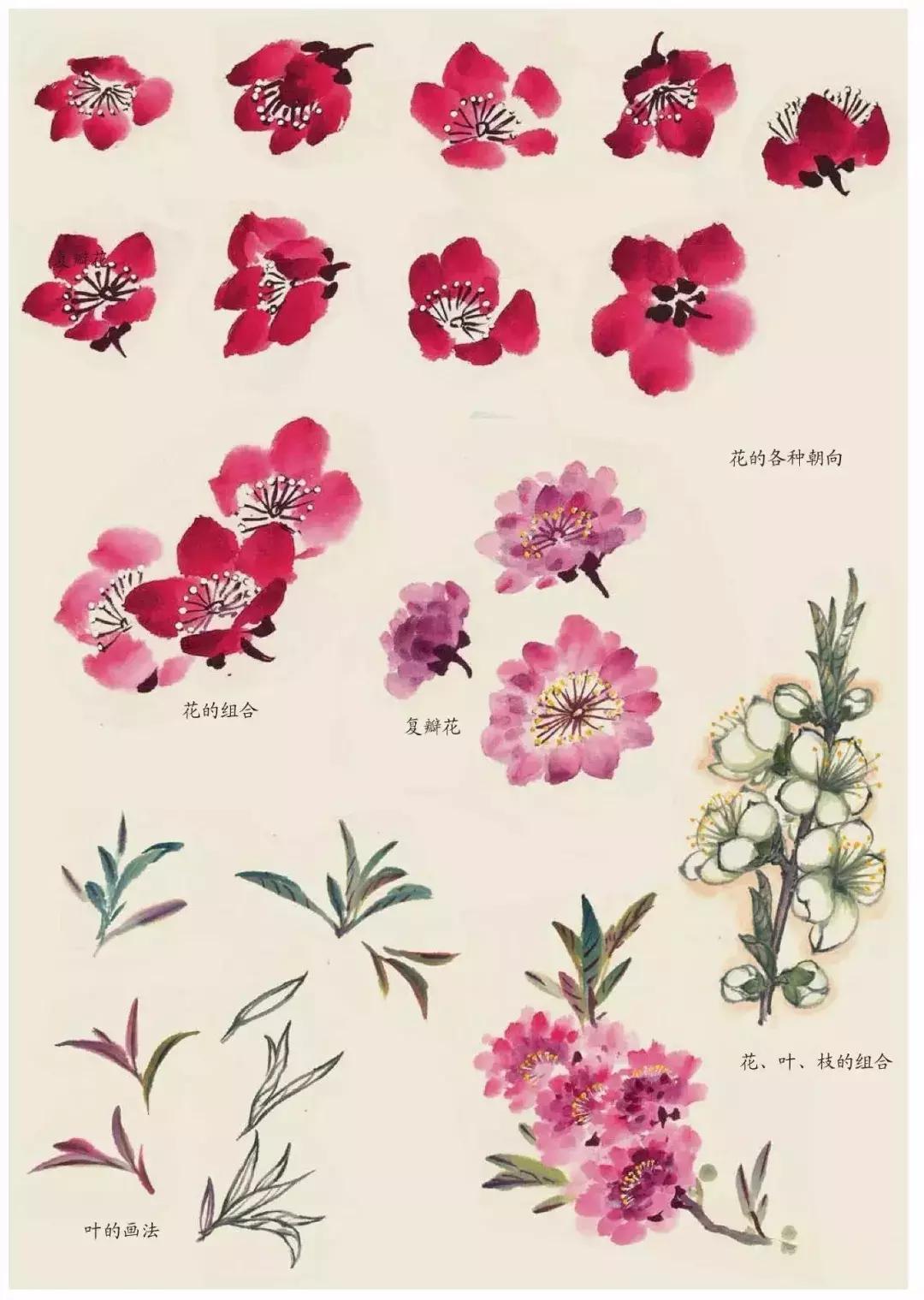 国画团扇花卉画法,国画中常见花卉的画法