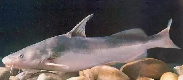 长江白鲟世界最大淡水鱼,中华鲟娃娃鱼