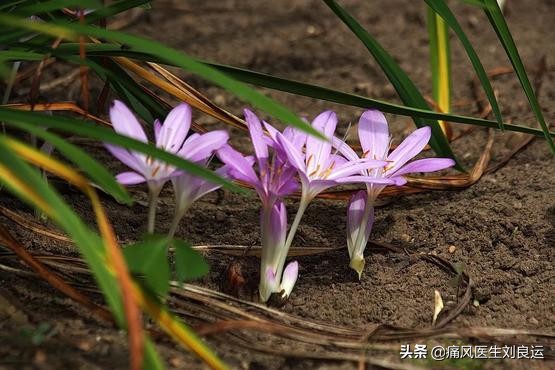 秋水仙碱可以缓解痛风吗,秋水仙碱对痛风有消肿止痛吗