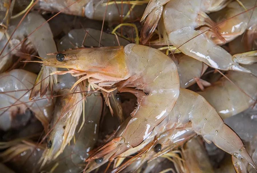 温补肾阳补肾固精吃什么,温肾固精的食品