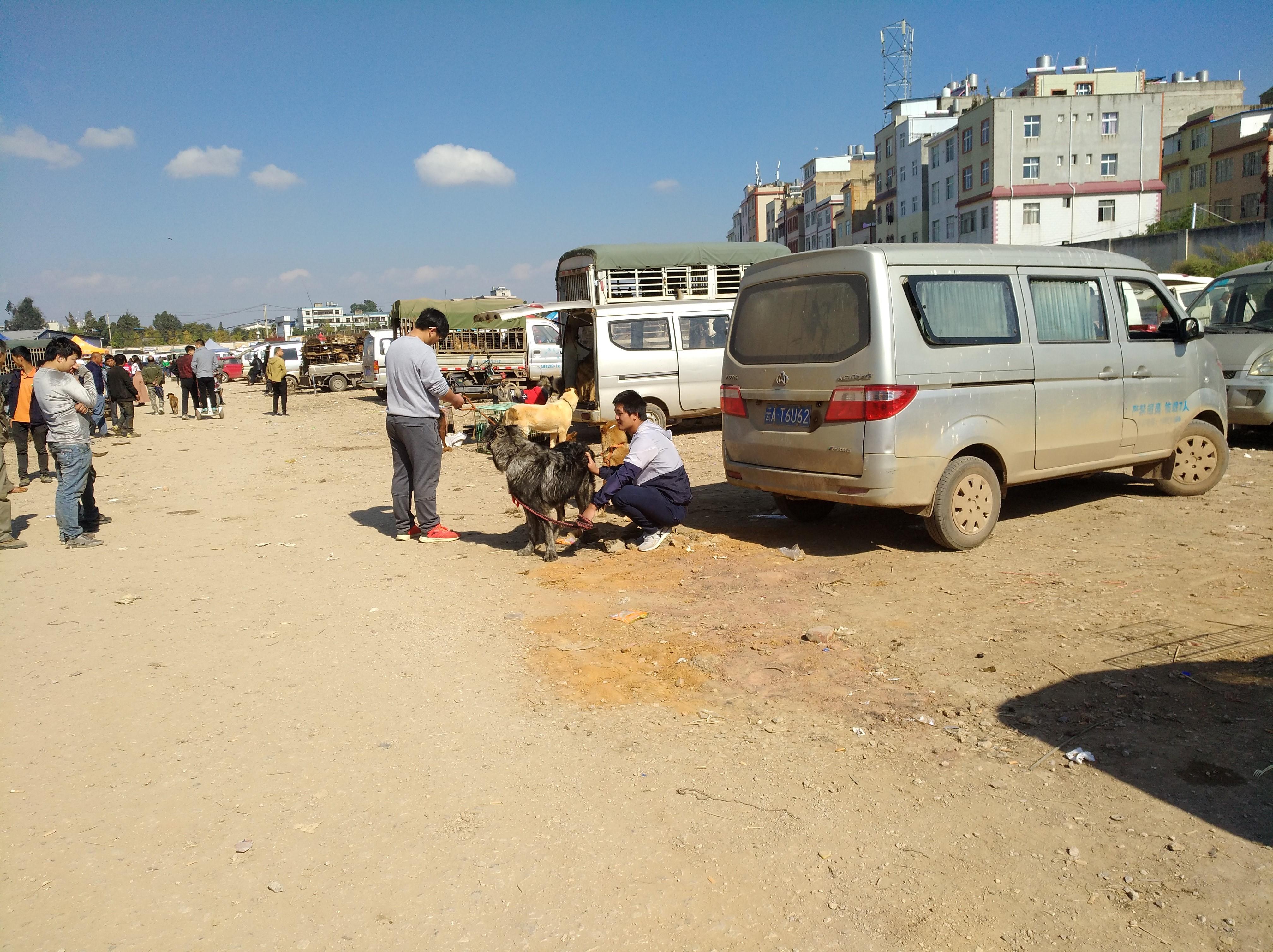 狗市是露天市场吗,狗市一般在哪