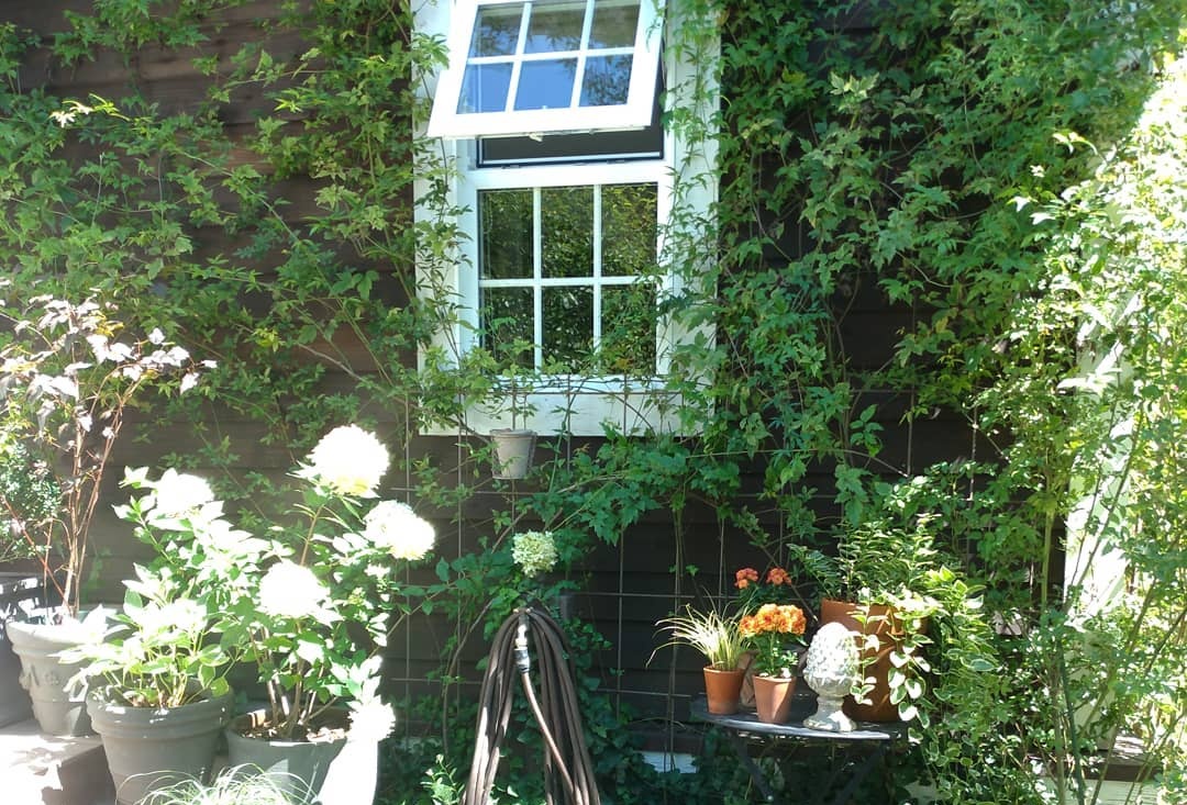 爬藤植物怎么牵引造型,爬藤植物是怎么爬藤的