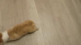 狗狗的宝宝,狗狗的宝宝日常