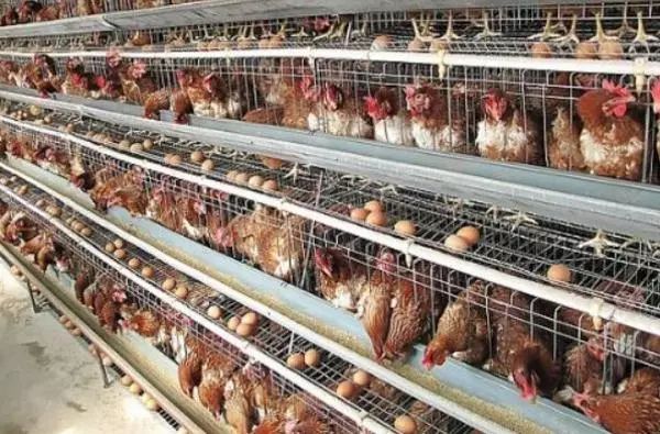 养2万鸡的养鸡场要多少钱,养殖场养鸡养2000只鸡的利润多少