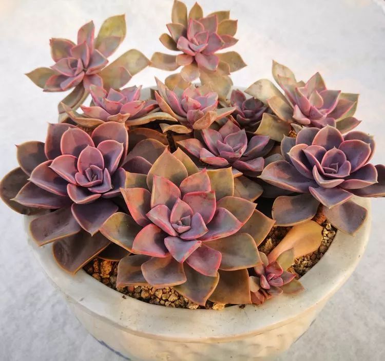 一花一叶一世界多肉,一花一世界多肉之美