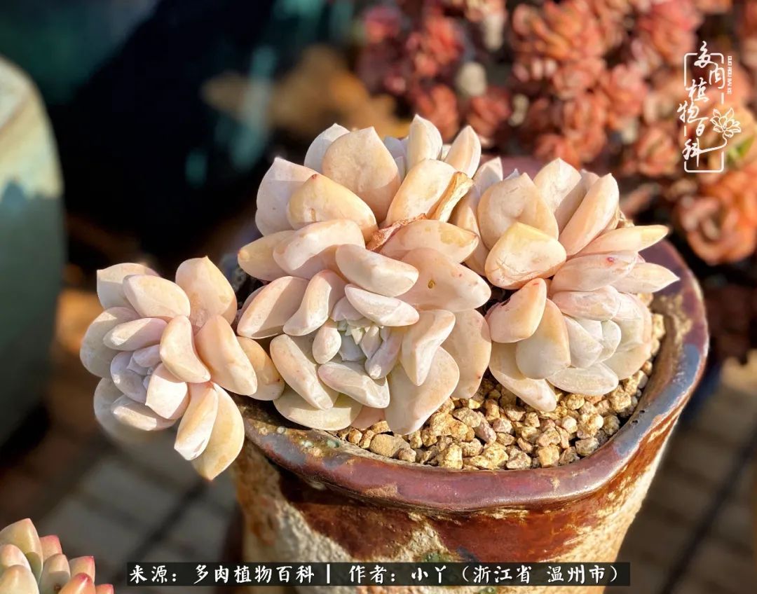 祖上无院家里无矿，一腔浪漫情怀付诸楼顶造花