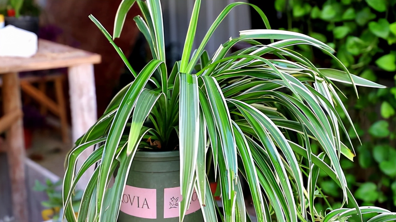 吊兰喜光和喜阴有什么区别,吊兰喜阴还是喜阳如何养护