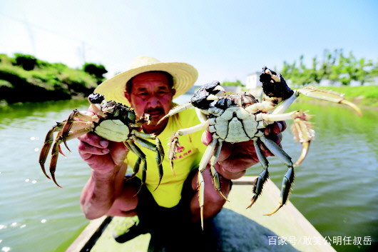 阳澄湖大闸蟹和螃蟹有什么区别,大闸蟹为什么阳澄湖出名