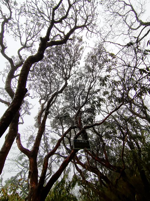 雨中的梵净山景色,烟雨梵净山