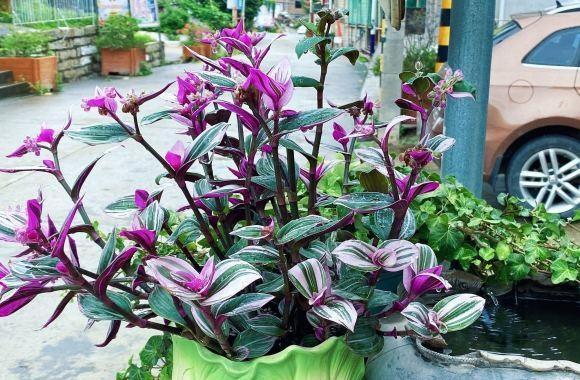 油画吊兰适合在室外养护,油画吊兰养在客厅好吗