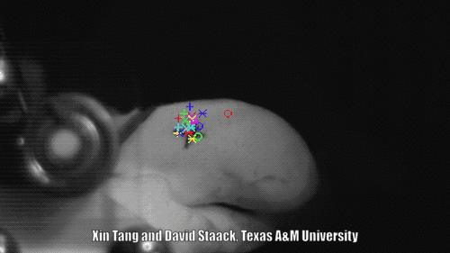 承受500度高温的虾,可以忍受几百度高温的虾