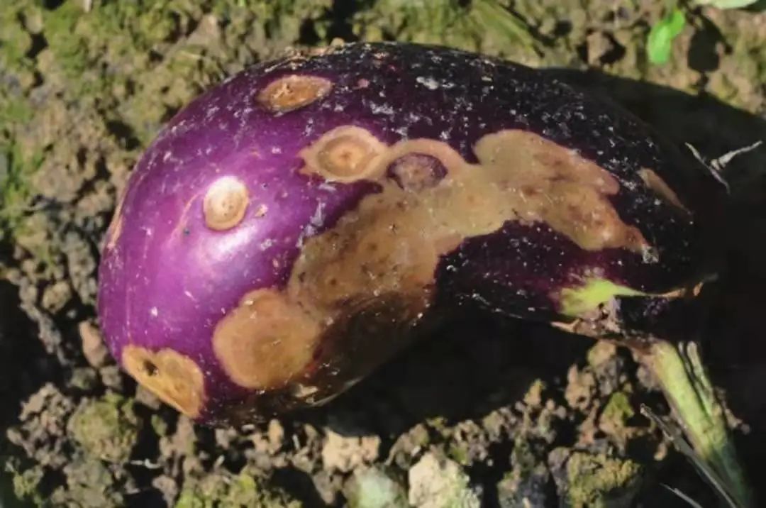 茄子病虫害早期症状,盆栽茄子落花落果什么原因