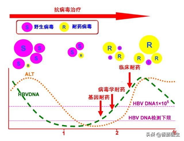 乙肝新药三期2021,乙肝新药临床三期到上市要多久