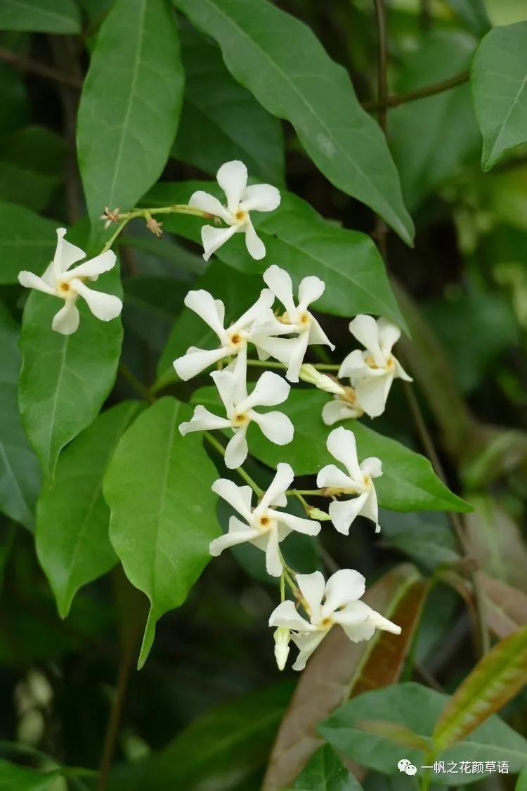 络石(Trachelospermumjasminoides)