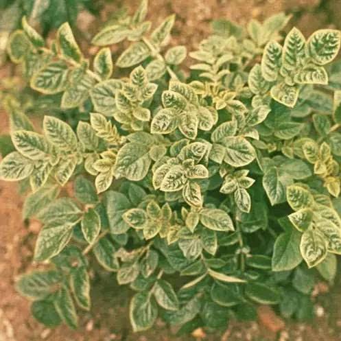 马铃薯小叶病,马铃薯花叶病症状及防治方法