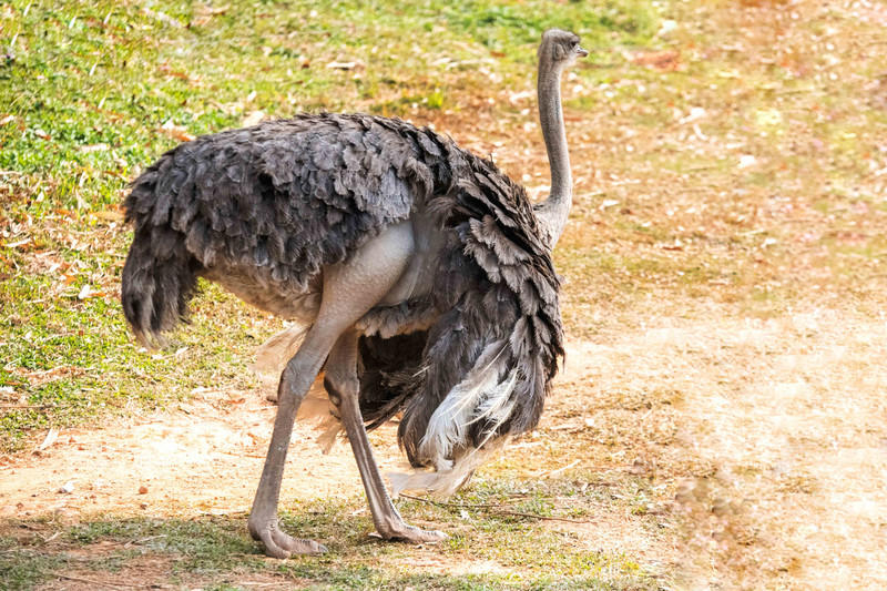 玩转广州长隆野生动物世界之行,广州长隆动物世界游玩攻略图