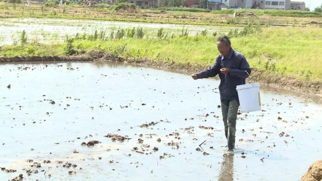 花桥镇种养合作社,花桥镇农业种植
