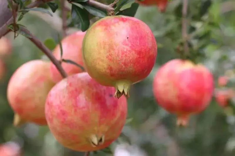 突尼斯石榴是不是都是爆汁的呢,好吃不吐籽的突尼斯软籽石榴来了