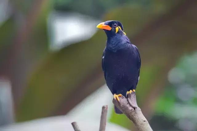 鹩哥不说话怎么办,鹩哥为什么说话没八哥多