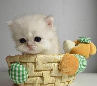 给猫咪割双眼皮全过程,猫双眼皮手术全过程