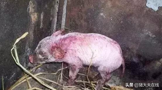 仔猪得了油皮病怎么治,仔猪油皮病怎么防治