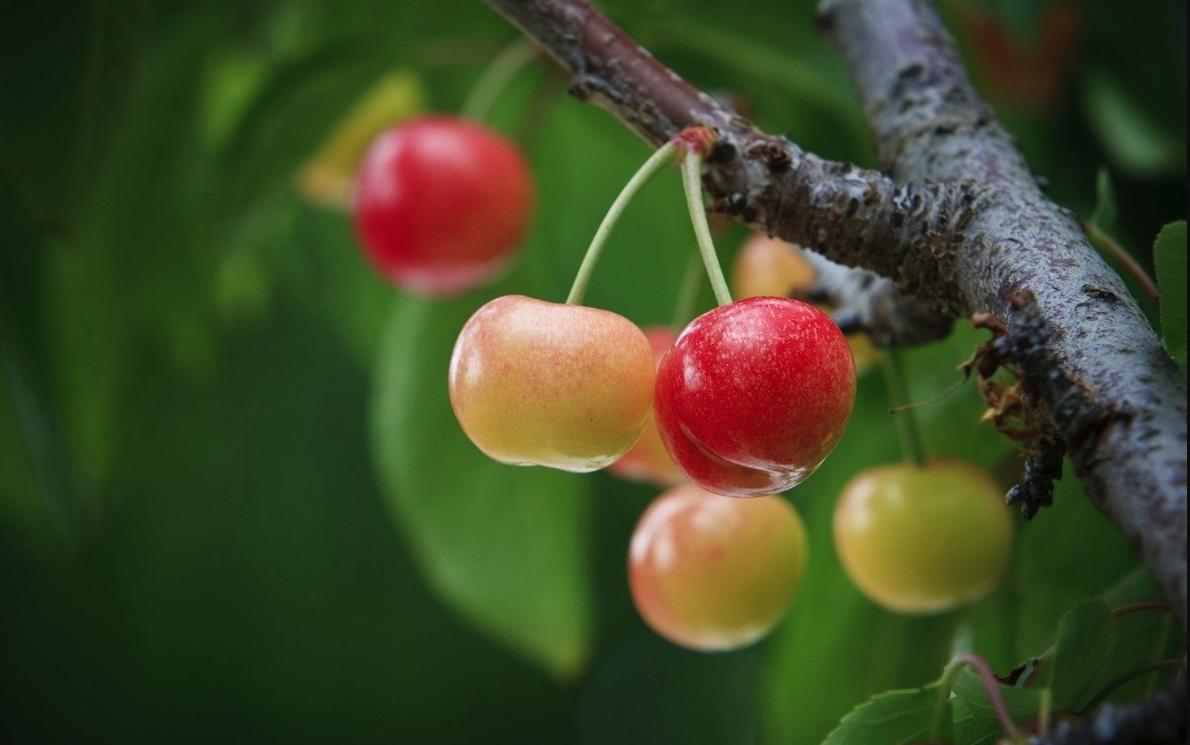 樱桃种植条件,广东樱桃种植的基本条件