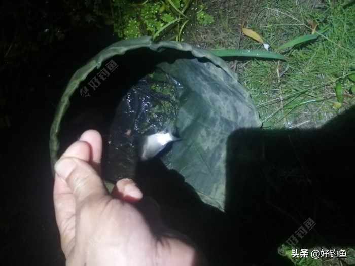 丁香红糖红枣酒,丁香酒钓鲫鱼真实效果