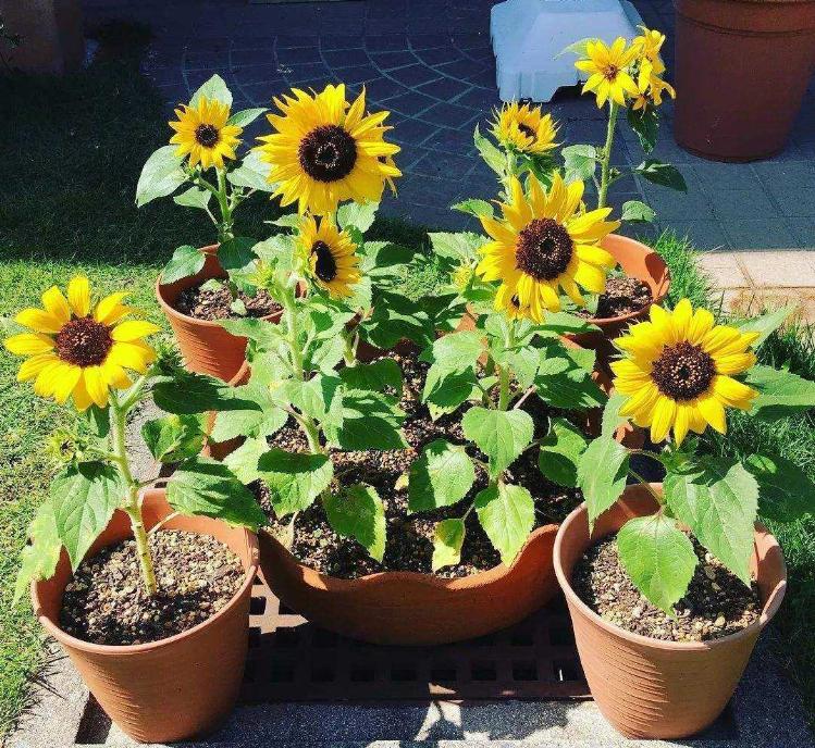 让向日葵快速盛开,盆栽向日葵长得又细又长怎么办