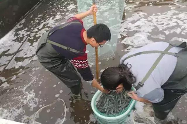 养南美白对虾水有农药了怎么解毒,大棚养南美白对虾的利润与成本