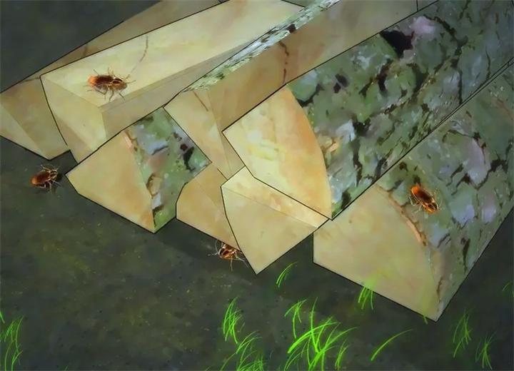 家里蟑螂太多处理方法不用小苏打,家里蟑螂太多怎么能彻底清除蟑螂