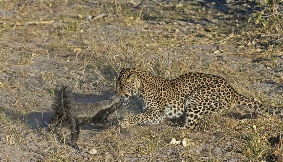 平头哥蜜獾的克星鬣狗,平头哥蜜獾为什么不怕毒液