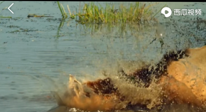 乌珠穆沁的孩子电影在线观看,乌珠穆沁的孩子怎么样