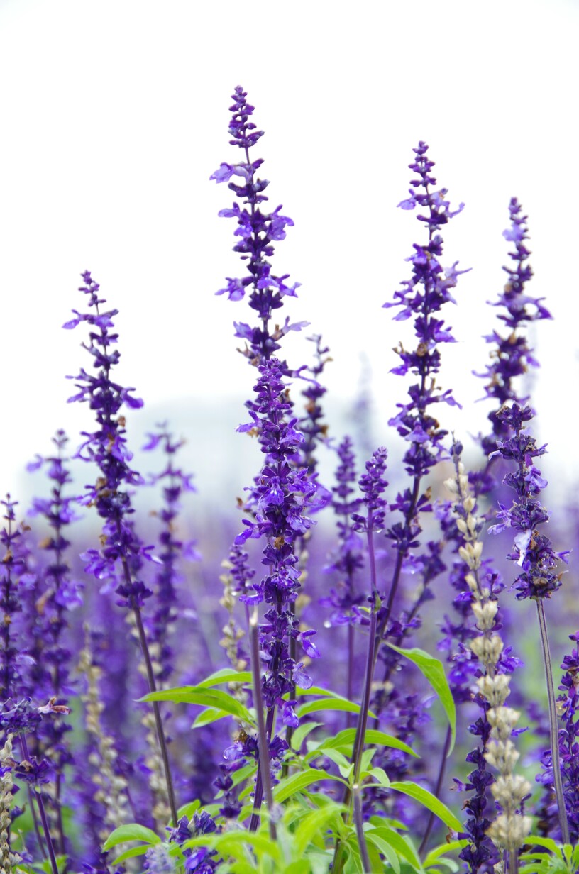 绿化带常见植物名称及图片,100种绿化带或路边常见的花草