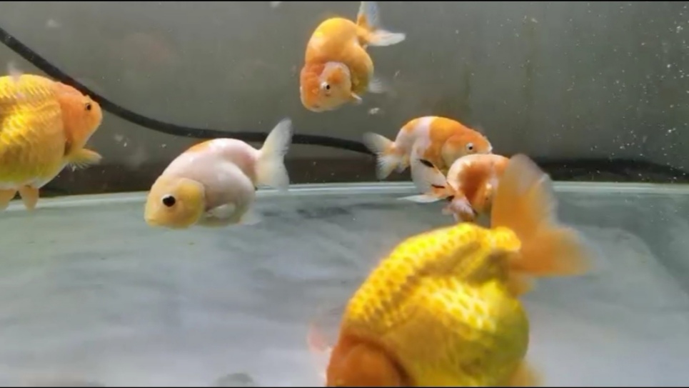 入冬金鱼怎么养,立冬鱼养殖方法