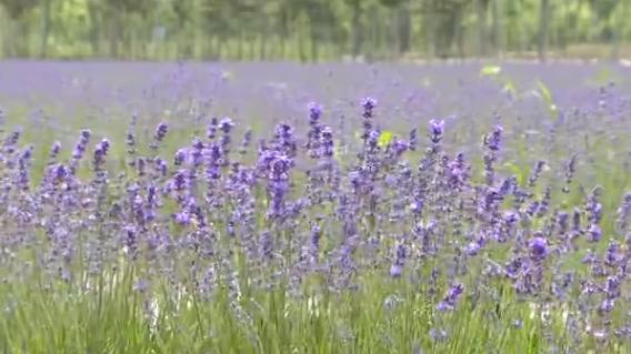 滑县普罗旺斯薰衣草庄园,普罗旺斯花海震撼