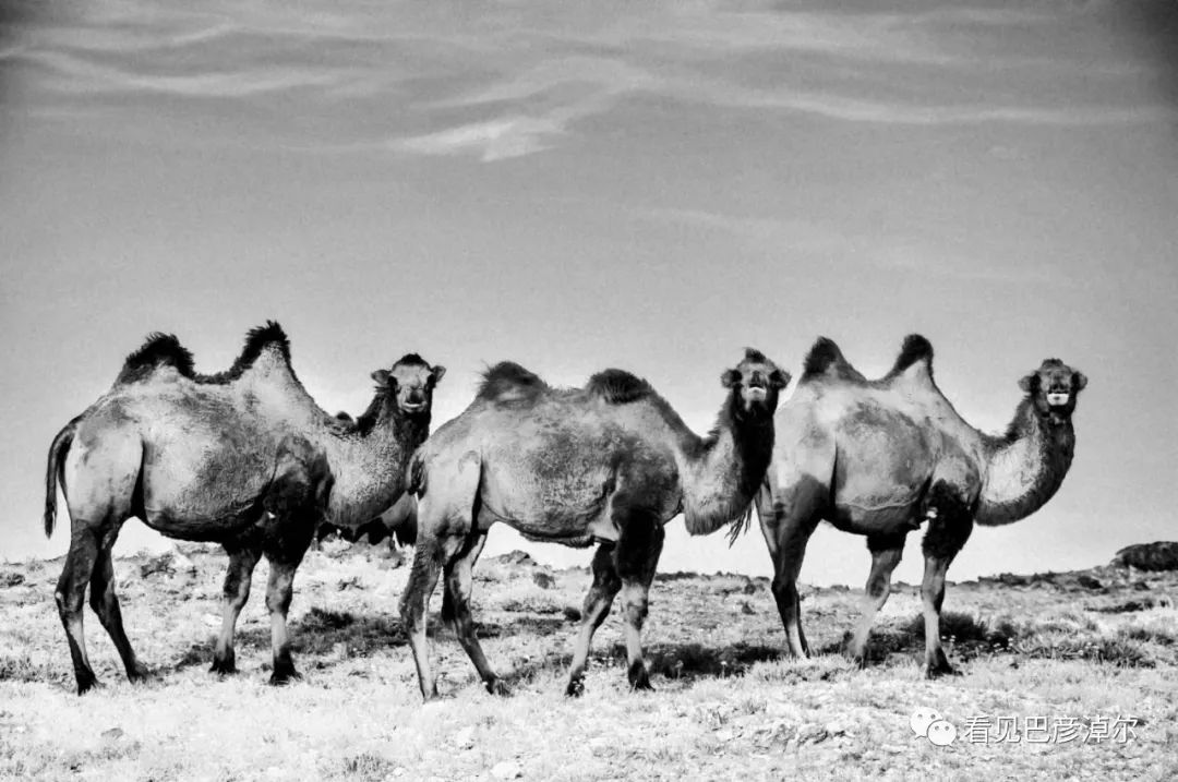 戈壁红驼，乌拉特草原上的珍珠