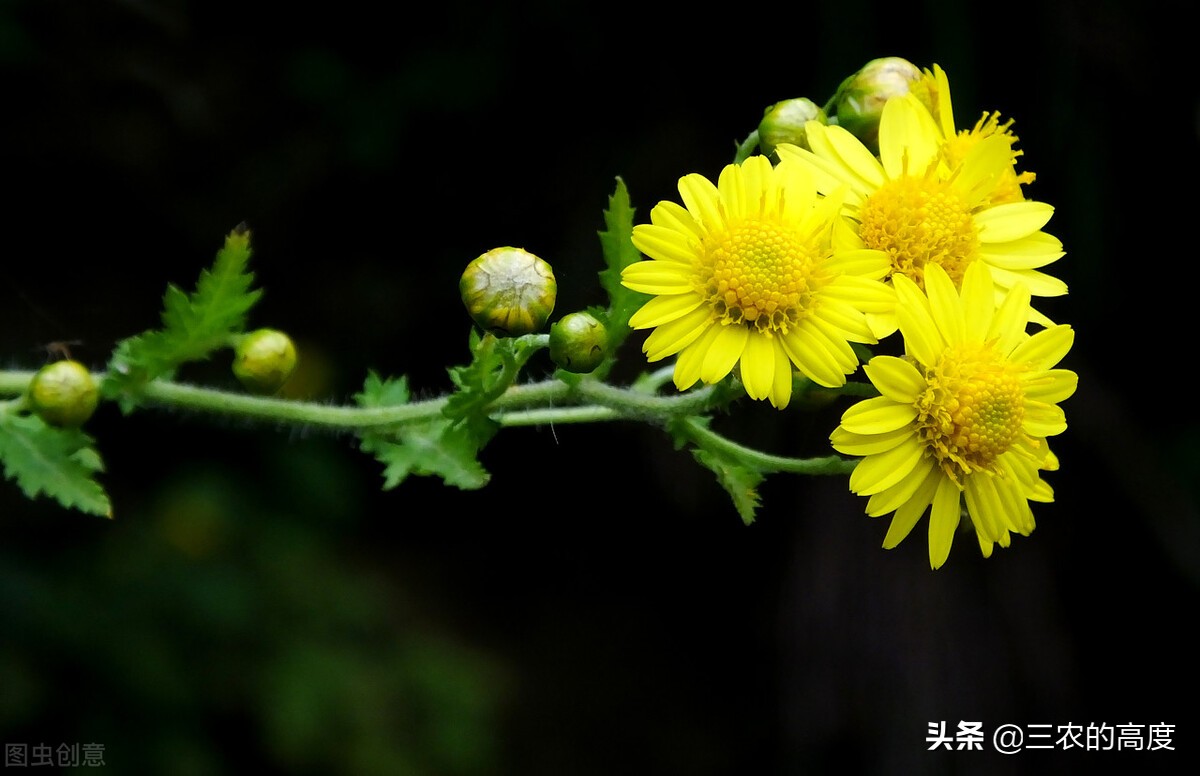酷似旋覆花,却有傲霜耐寒的品质,泡茶清香扑鼻,霜降采摘正当时
