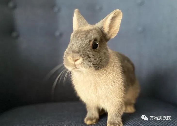 兔子不止爱吃胡萝卜,兔子有只眼睛看不见黑瞳都是白的