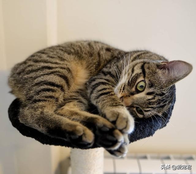 铲屎官怕仓鼠怎么办,铲屎官害怕猫呕吐