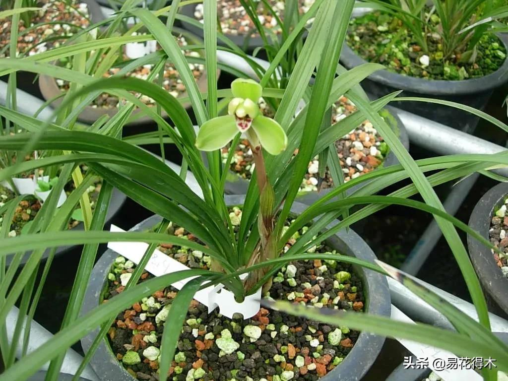 如何挑选兰花开花期的品种,兰花中最好养的品种推荐