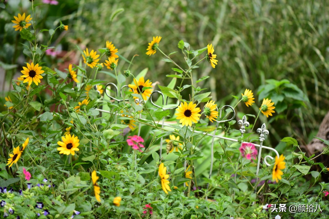 这个夏天我在花园里种向日葵|园丁
