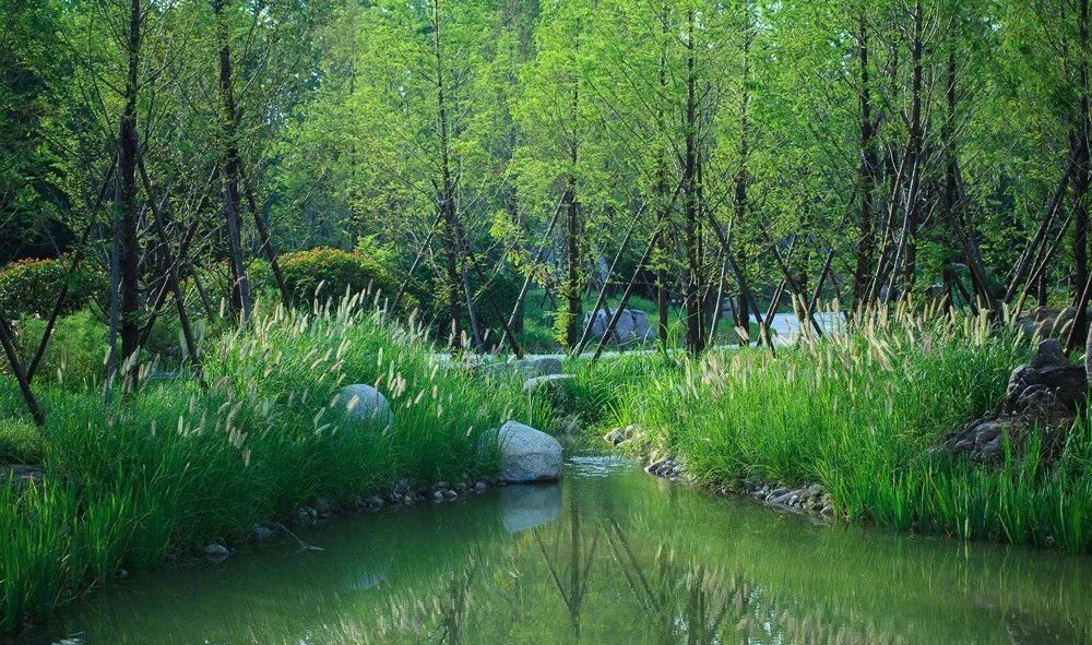 雨水花园植物区,雨水花园水生植物
