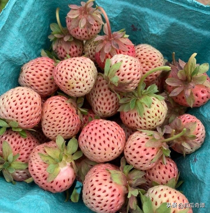 恶魔果实水果性能,恶魔果实图鉴108种属性