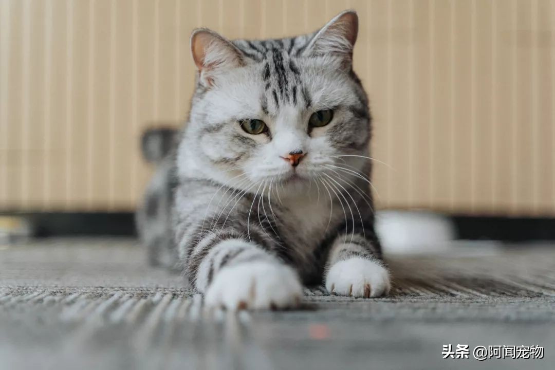 猫咪爱磨脚怎么回事,为啥猫咪爱挠沙发