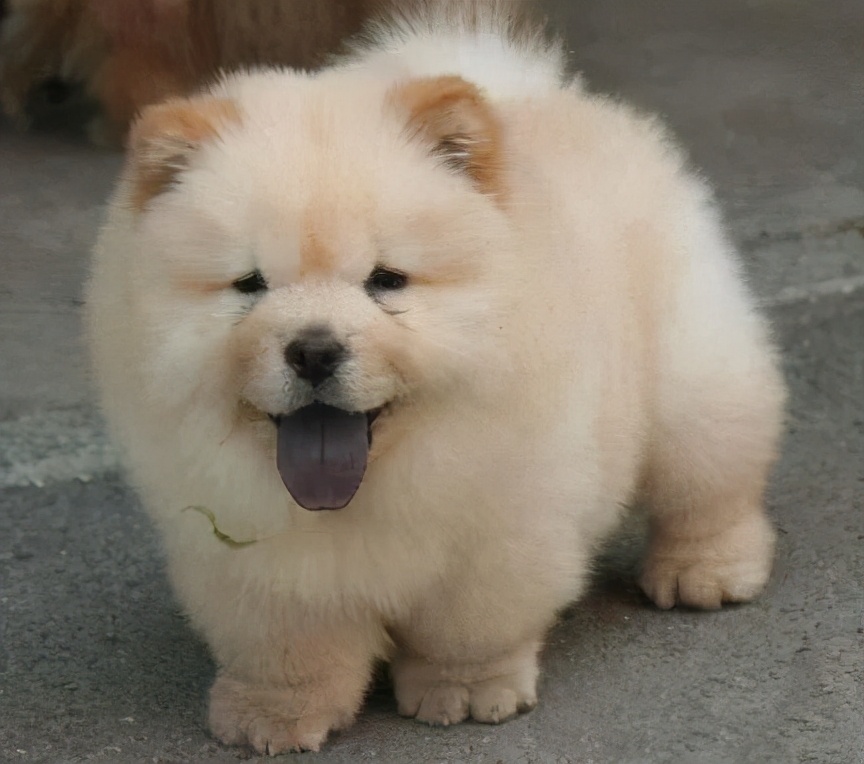 为什么狗的舌头那么长,狗的舌头为啥会长毛