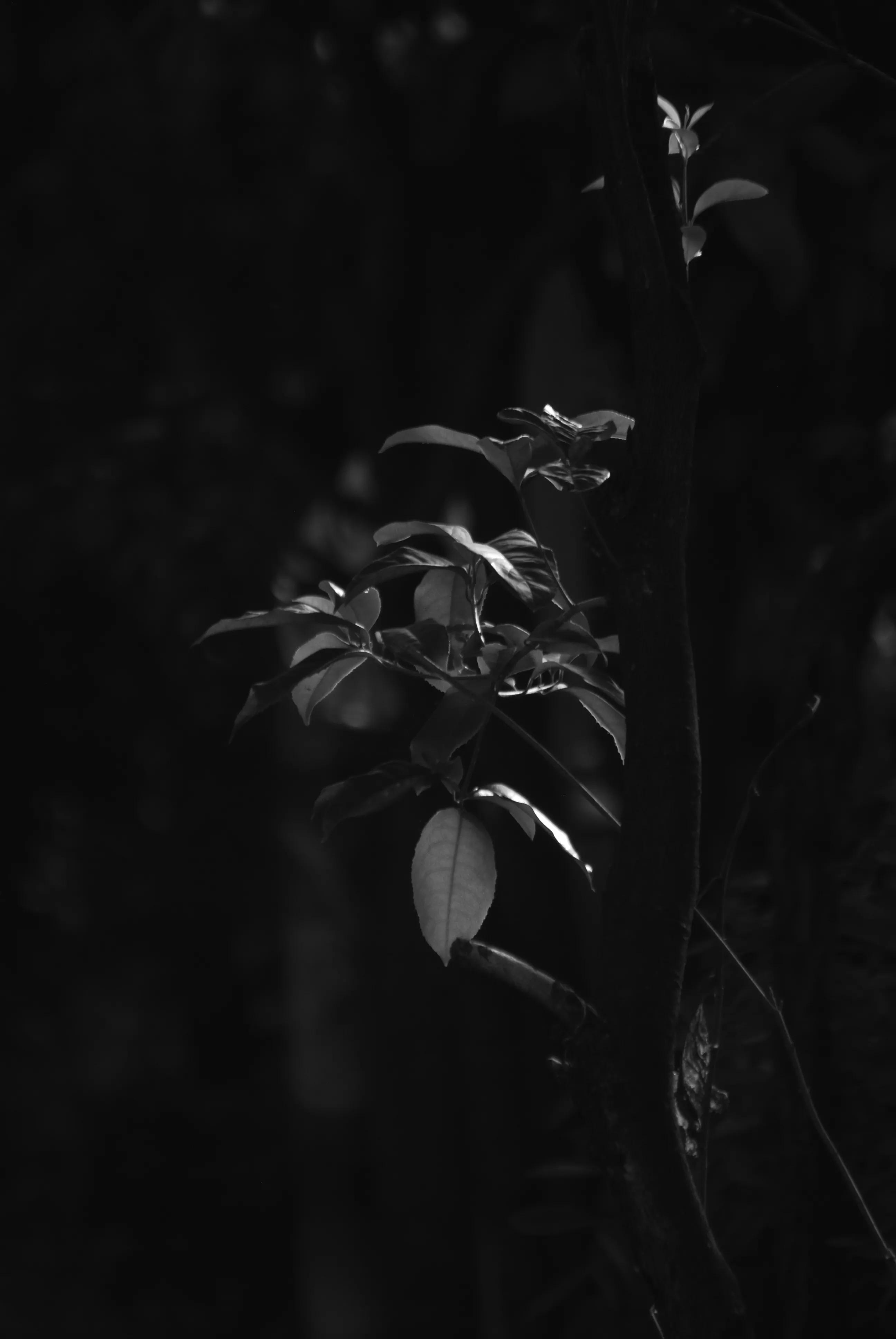 1000多的二手单反值得买吗,1000元左右二手单反全画幅